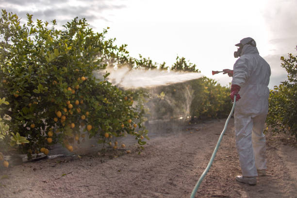 Best Wasp Removal Services  in San Benito, TX