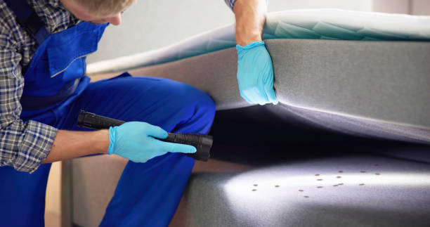 Best Mosquito Control Services  in San Benito, TX