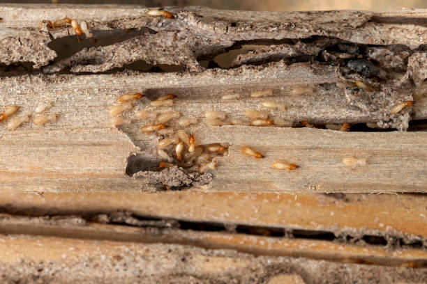 Best Pest Removal Services  in San Benito, TX